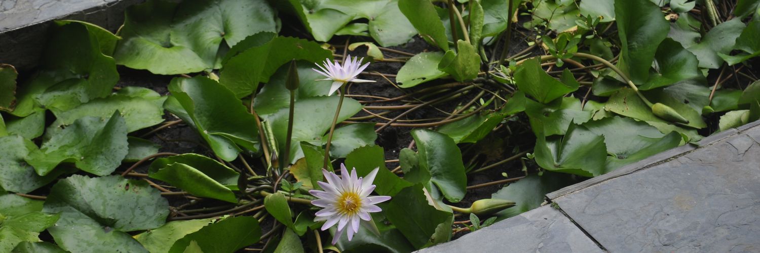 cristinemusic's profile banner image