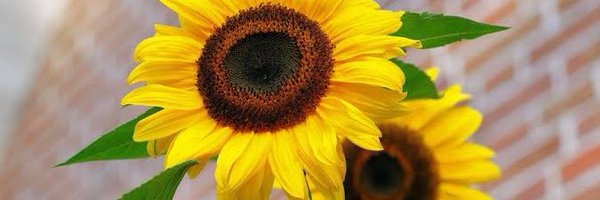 Itz_Rosy Profile Banner