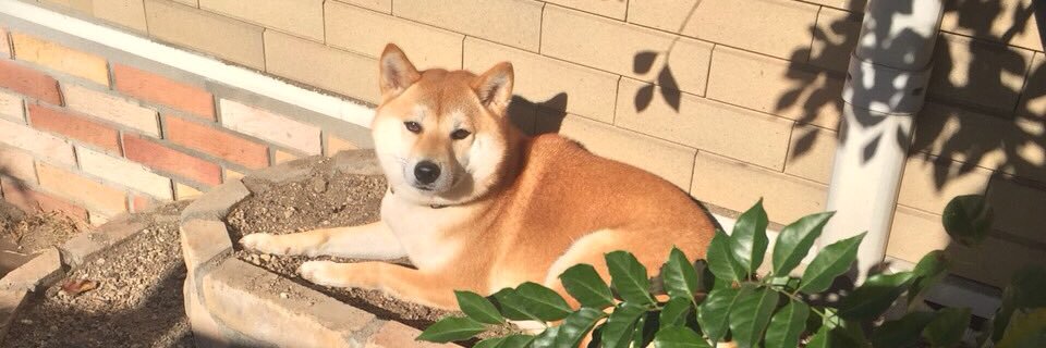 sibachanMoMo's profile banner image