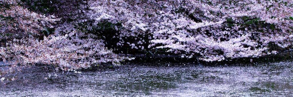 cya_cherry0613's profile banner image