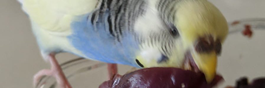 Francesco 🦜 banner