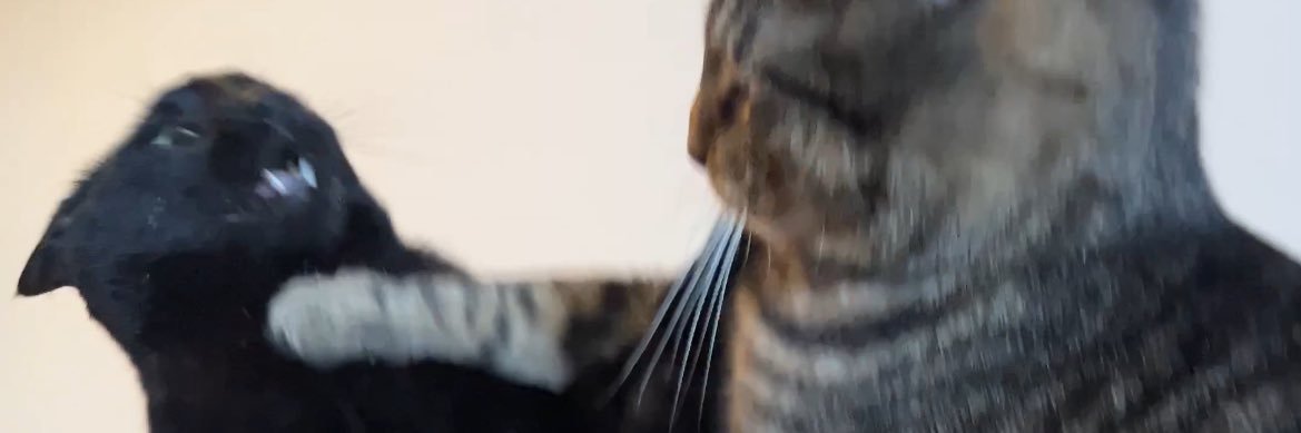 skolporter's profile banner image