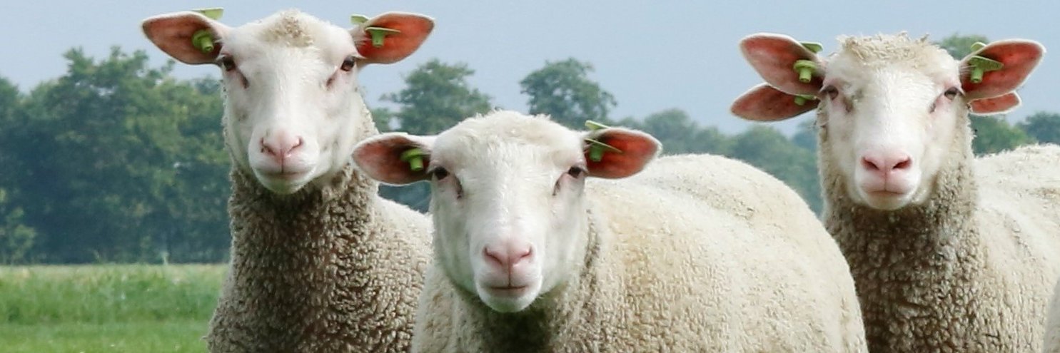 SchapenNieuws's profile banner image