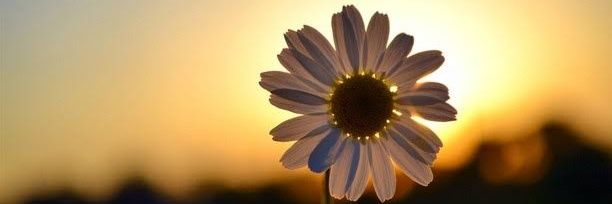 fatralysandra's profile banner image
