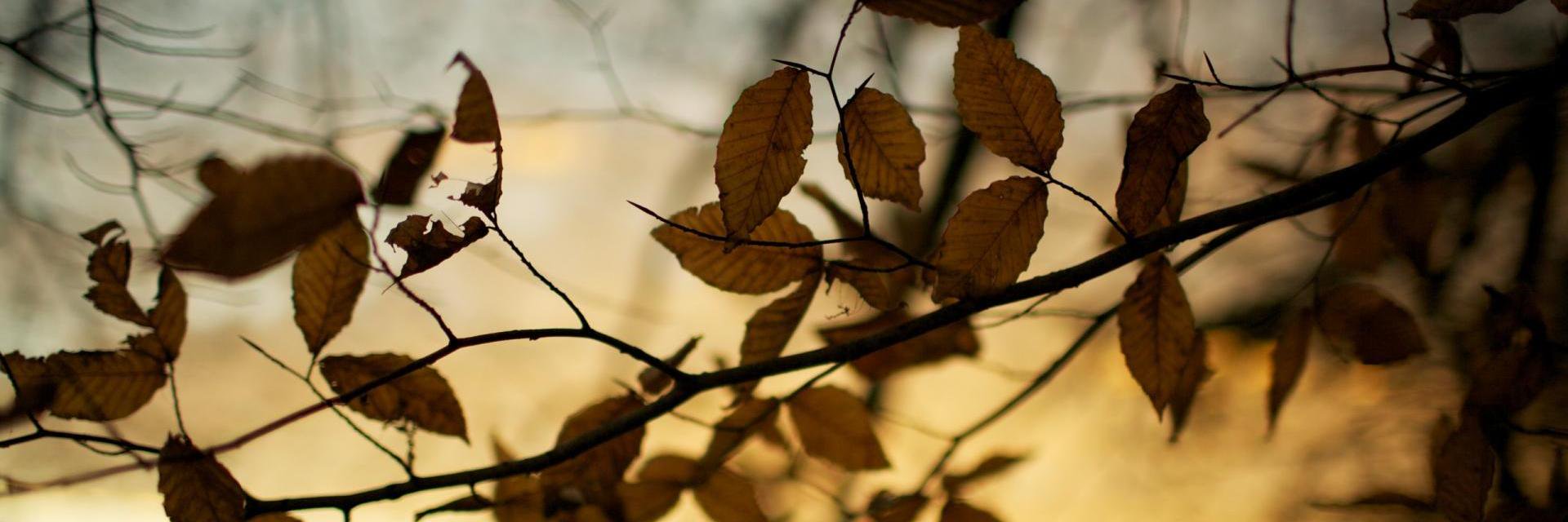 GOC_Leo's profile banner image