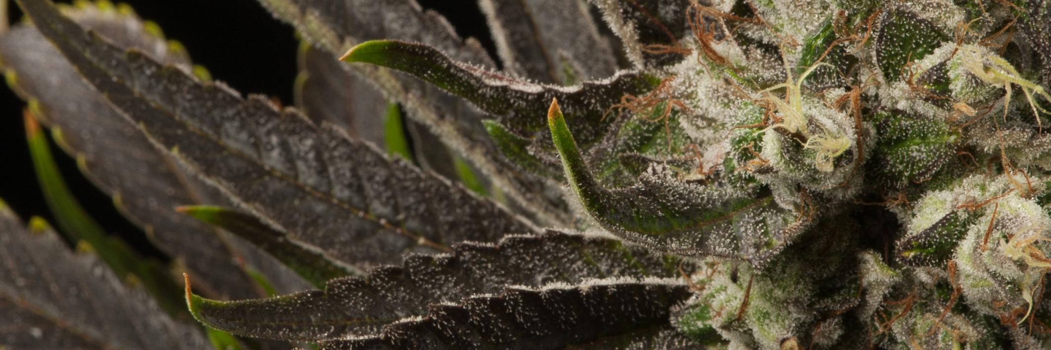 LGC_Colorado's profile banner image