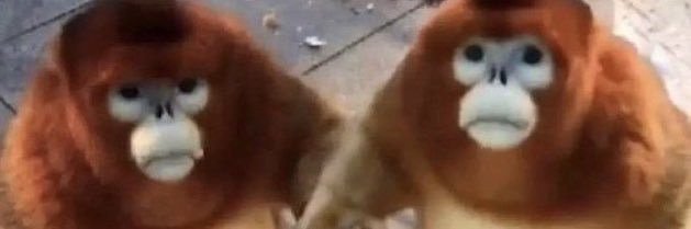 nightskinned pearl banner