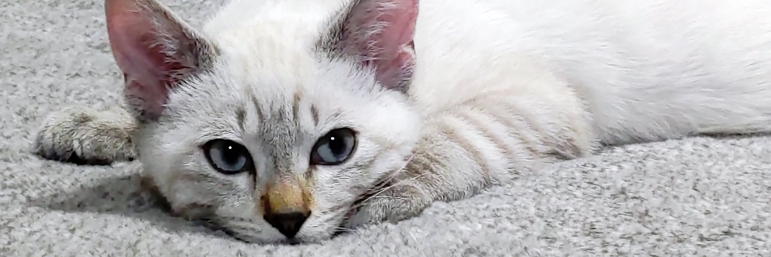 SAGARA@『城東鯨飲馬食団』『ねこのあきち』 banner