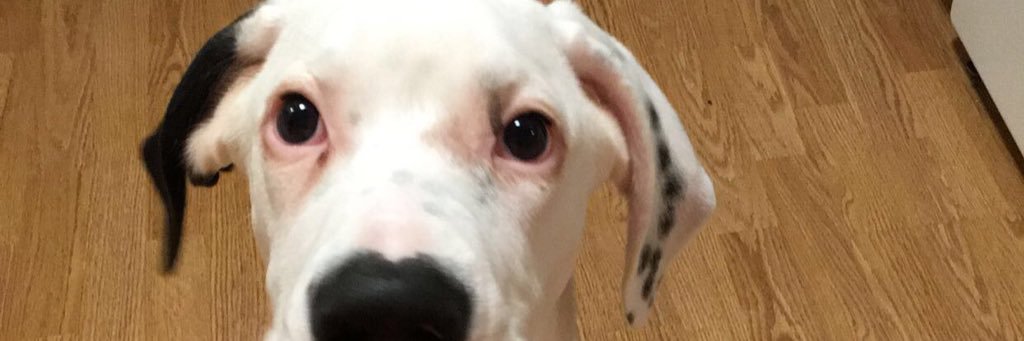 PrivettShelby's profile banner image