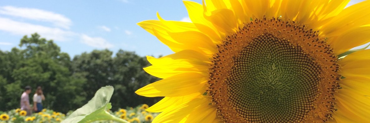 ken_ken_yan's profile banner image