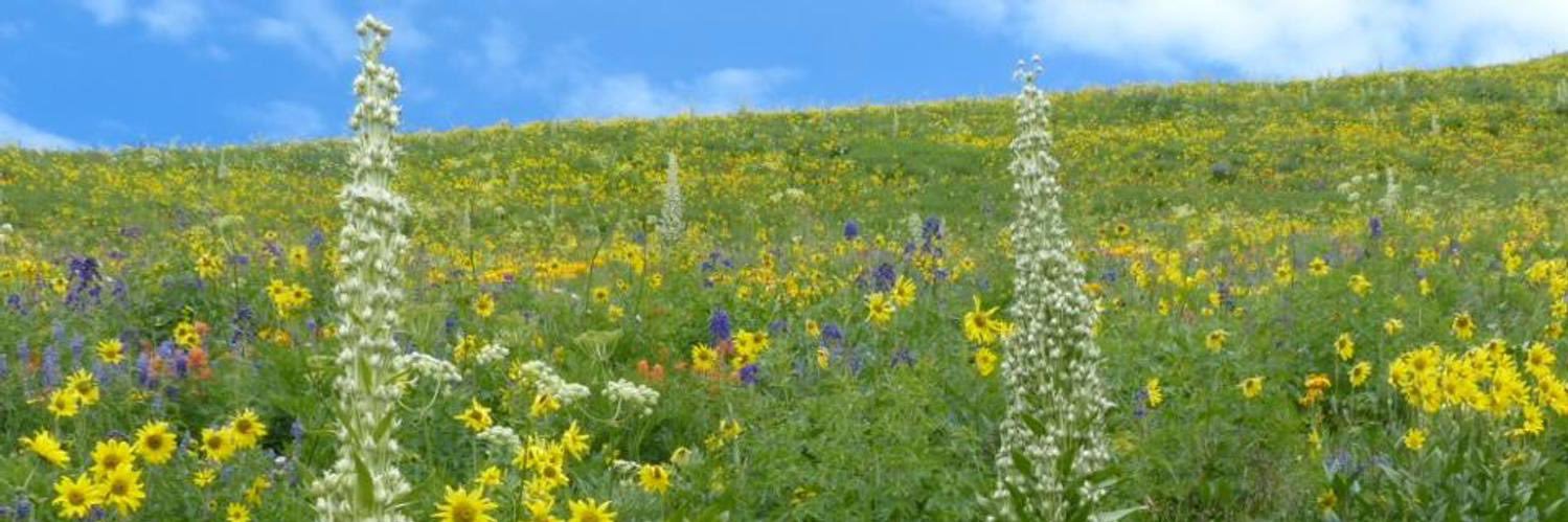 ColoradoNPS's profile banner image