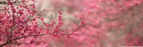 riskacitra33's profile banner image