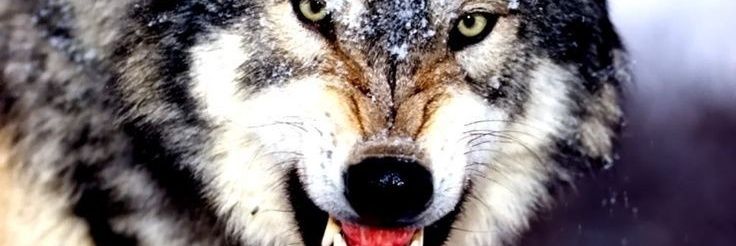 🇹🇷🇹🇷Osman Ulusoy🇹🇷🇹🇷 banner