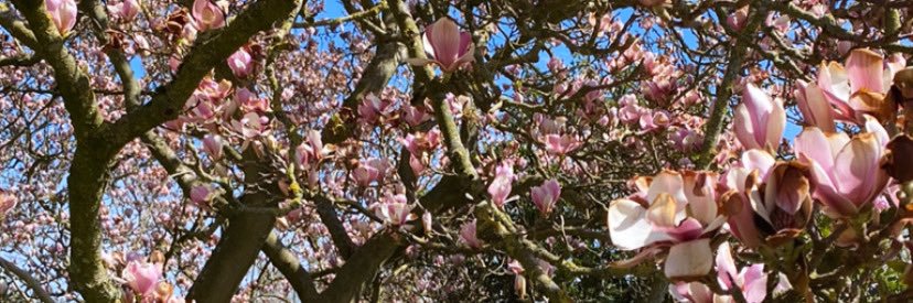 sarahrouse's profile banner image