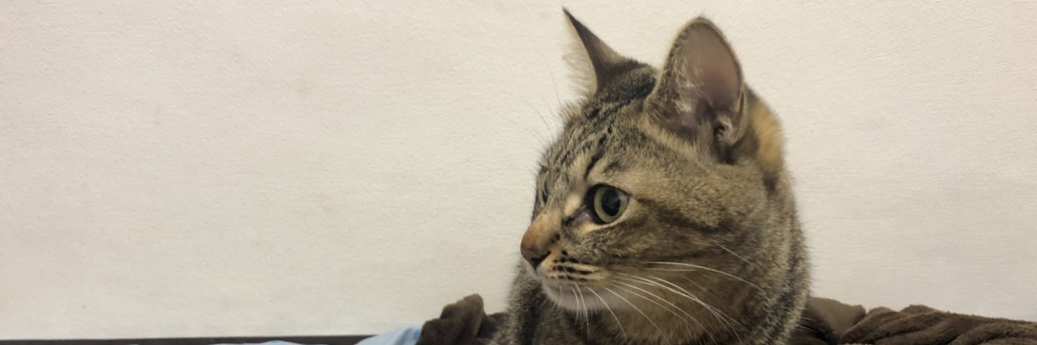 桜花( はる ) banner