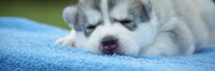 tinypuppytyler's profile banner image