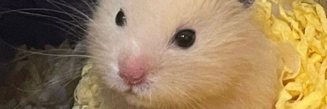 hammy🫧 banner