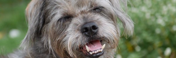 BSiri_13 Profile Banner