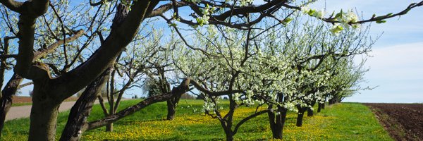 RegionLorraine Profile Banner