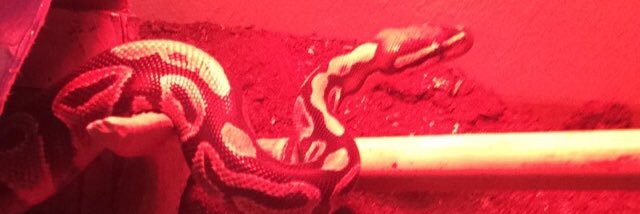 JimboSliceBaby's profile banner image