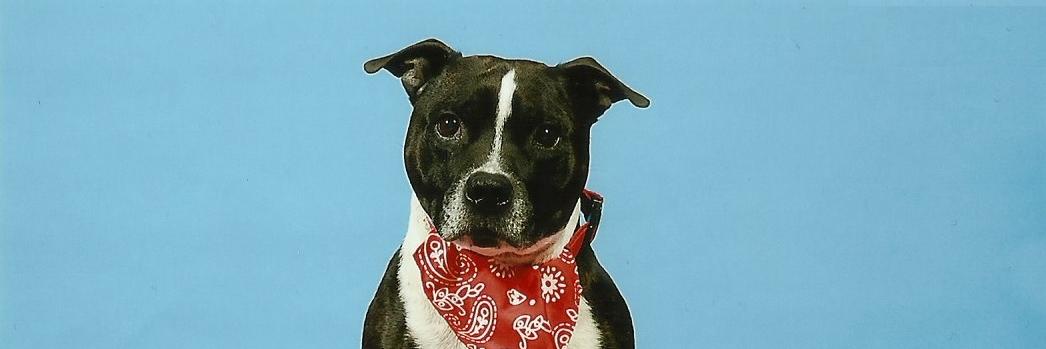 P i m p u s ❁🇫🇷 banner