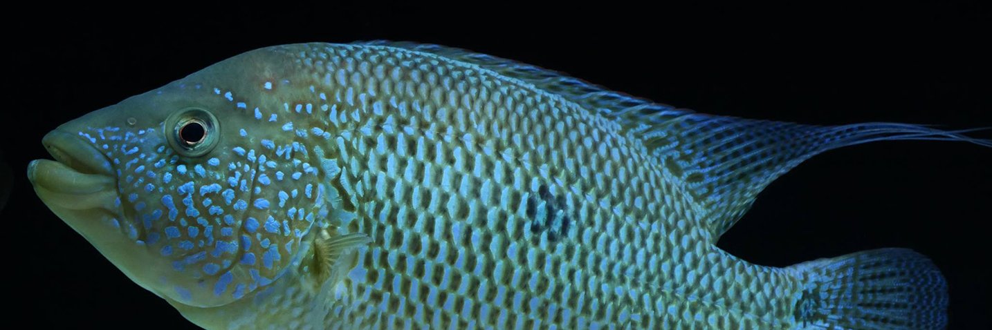 Steve Poland Aquatics banner