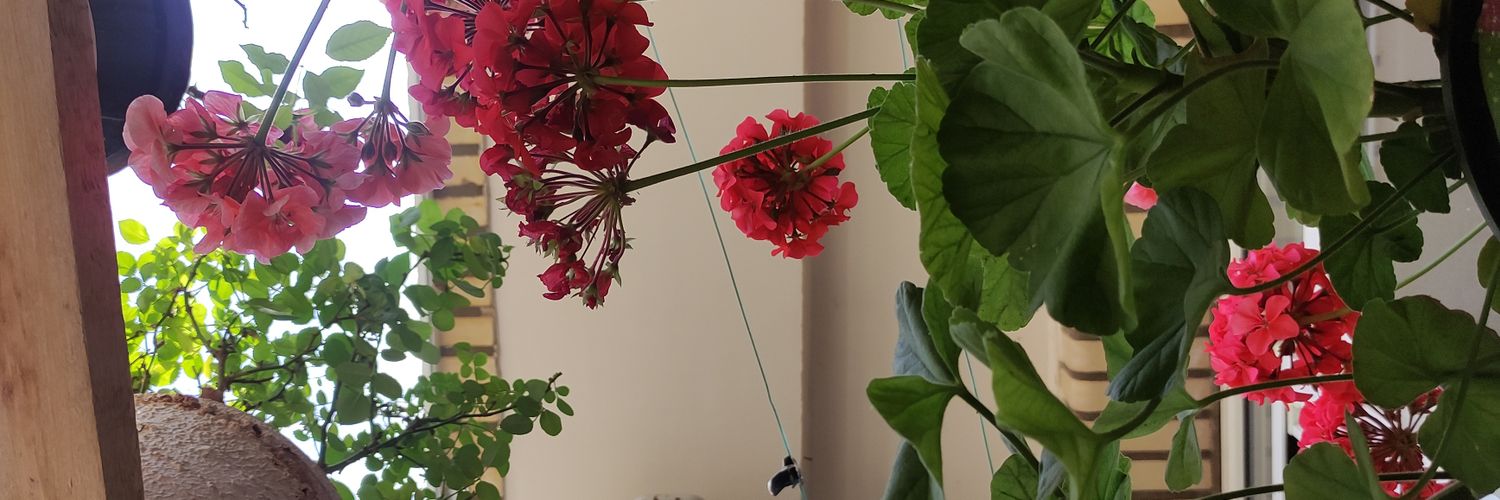 Samba🌴 banner