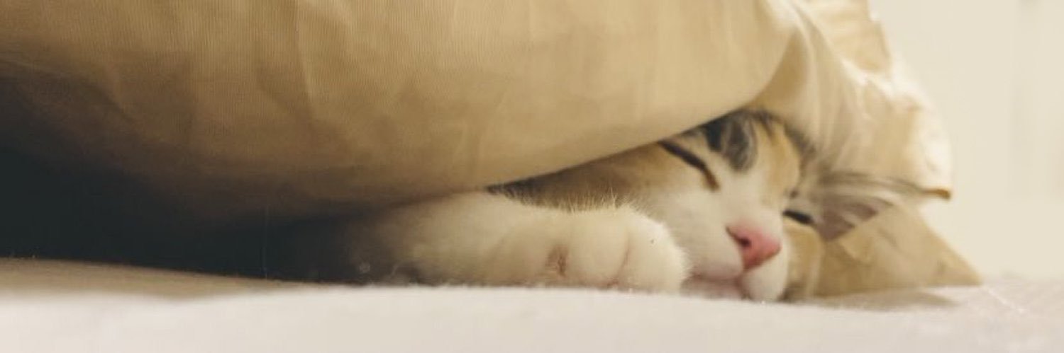 双森 文's banner