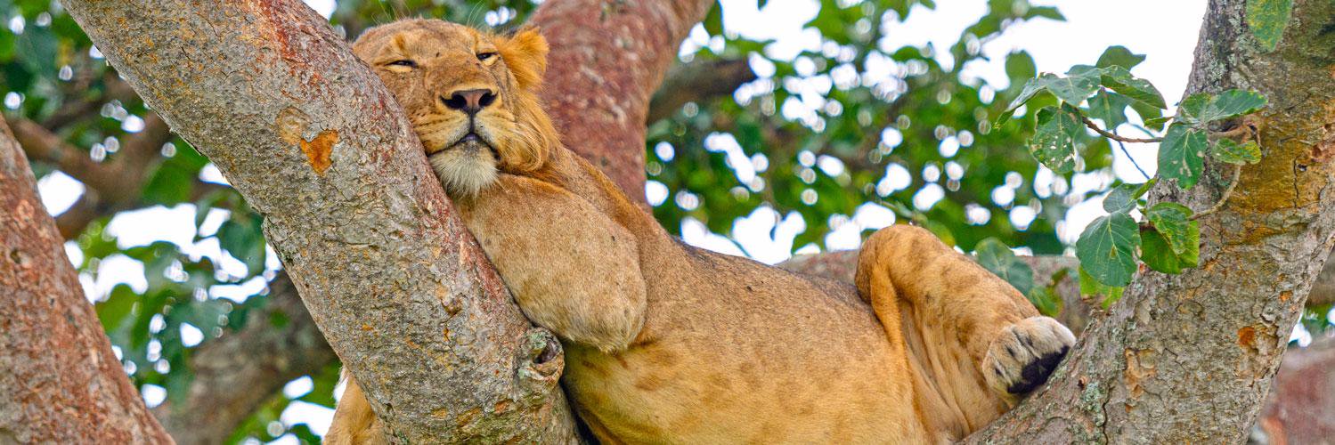 LionTreeGroup's profile banner image