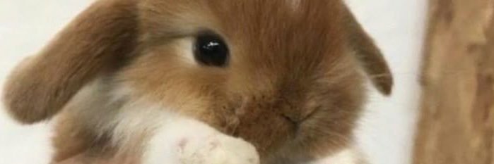 SydneyHazass's profile banner image