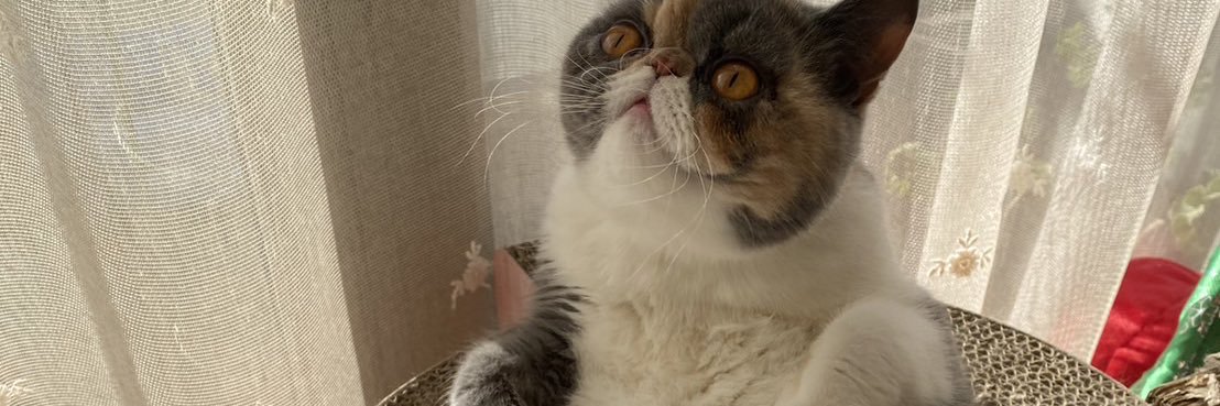 freddi(Yuki Aki) banner