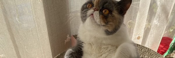___freddi___ Profile Banner