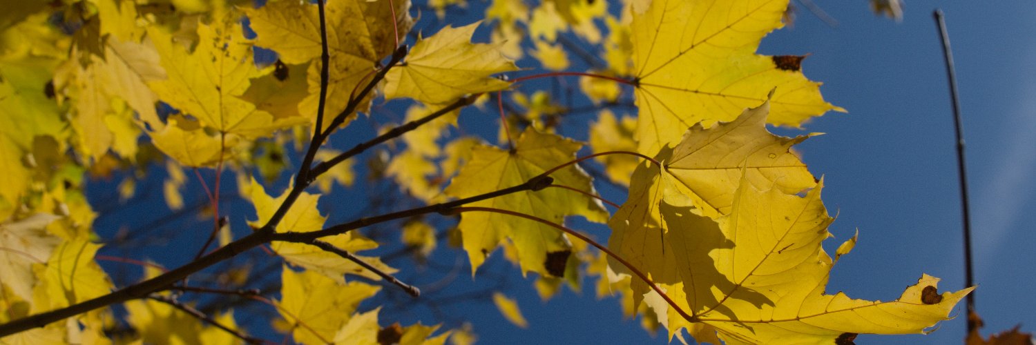 IvyBurrows82's profile banner image