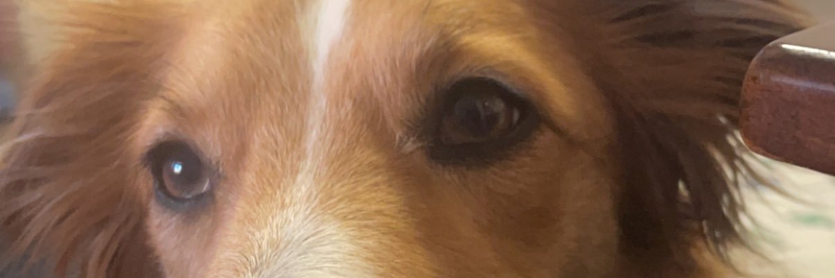 MadisonTarbet2's profile banner image