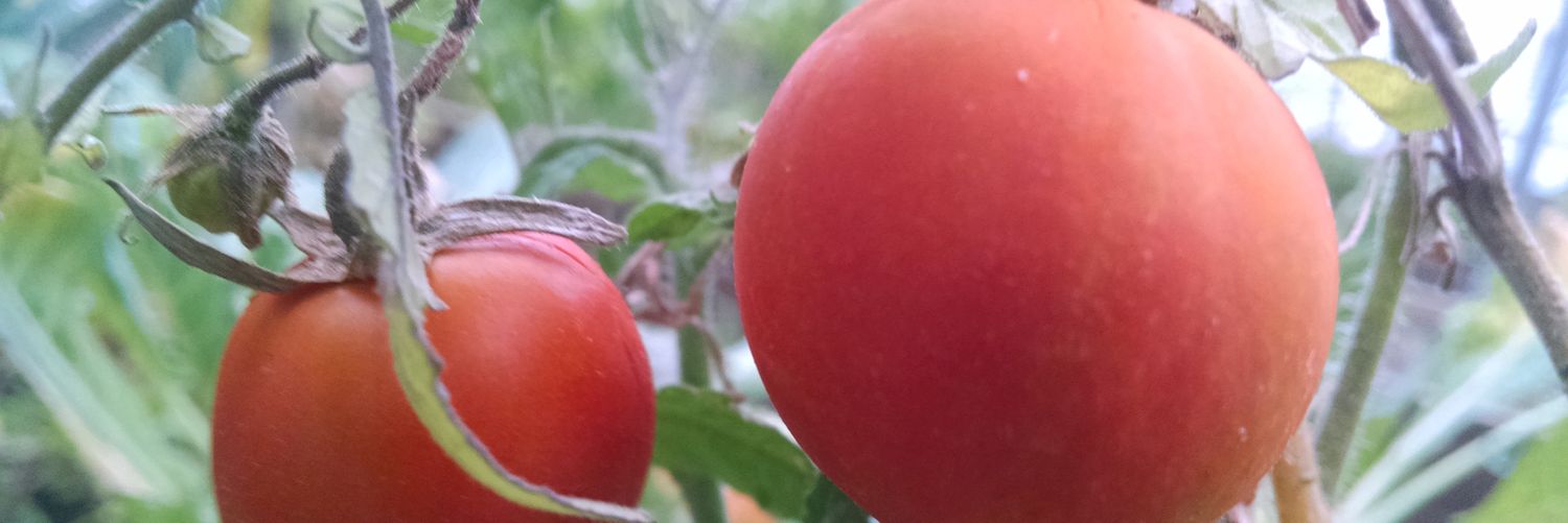 OrganicosM's profile banner image