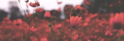 CertifiedBosset's profile banner image