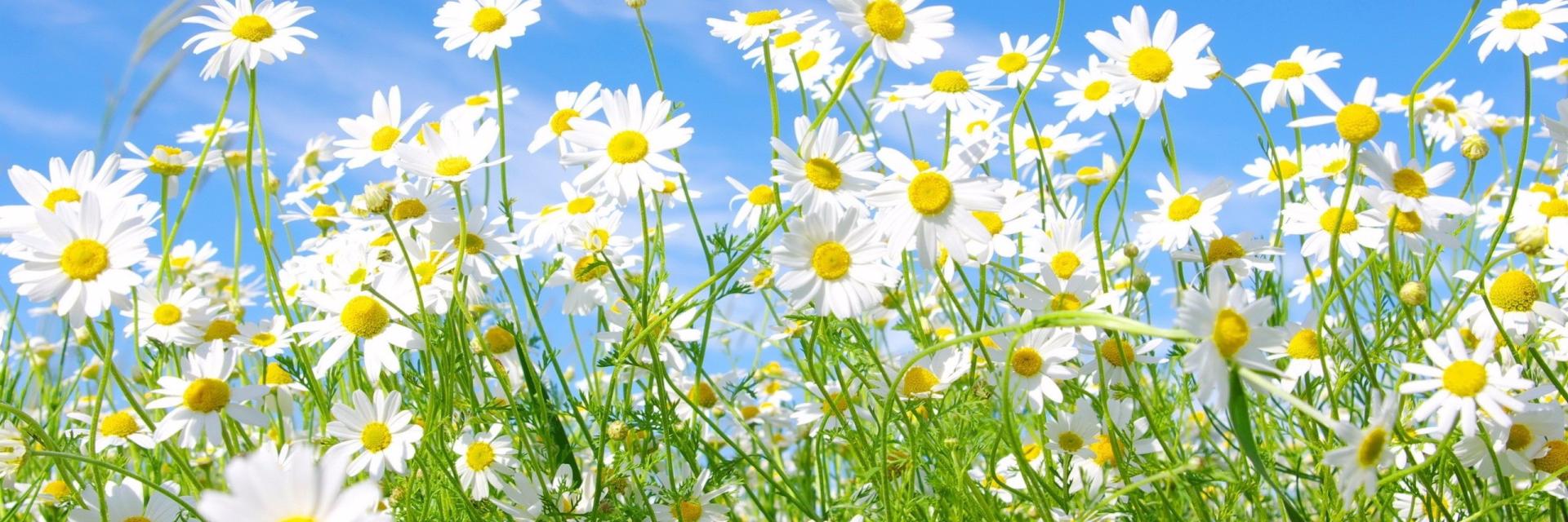 Daphne Martin banner