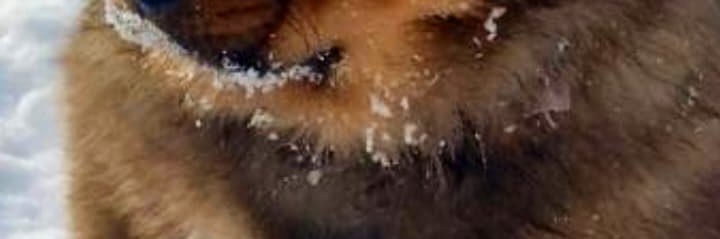 Нико Банхаръ🦮 banner