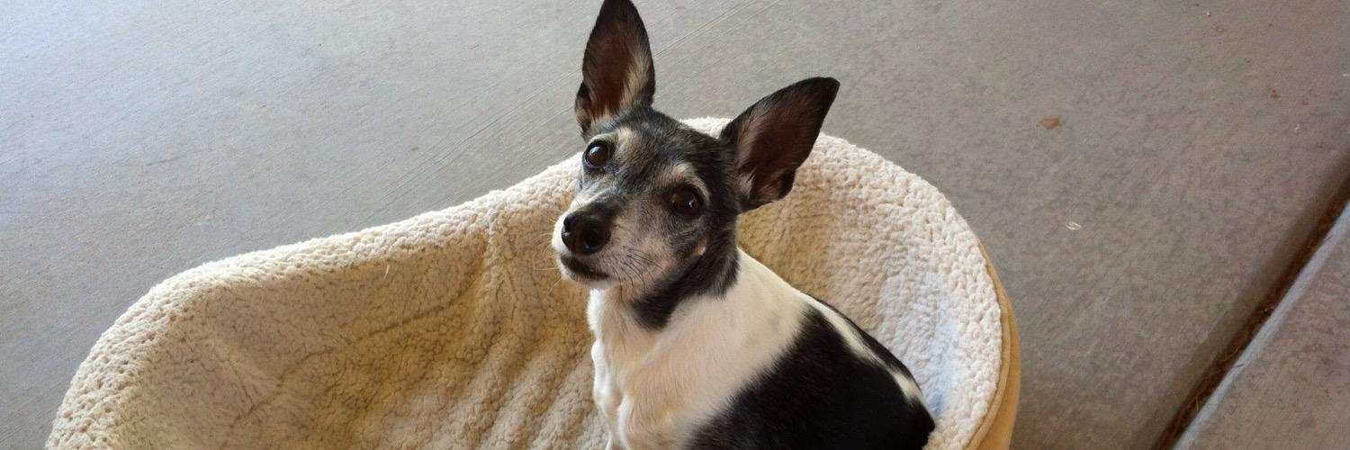 PupsDeb's profile banner image