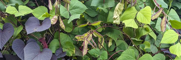 hgeditor Profile Banner