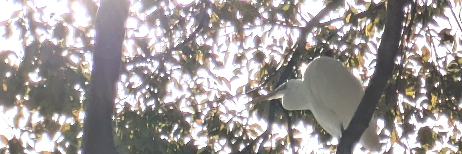 モモ華🦅 banner