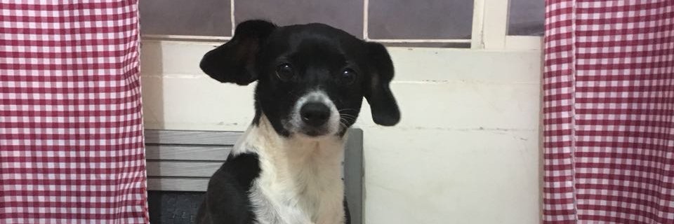 thiaroll's profile banner image