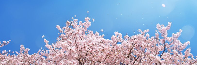 YUKI banner