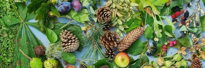 The Tree Council banner