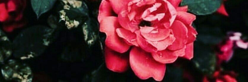 🍄 หัวเห็ด banner