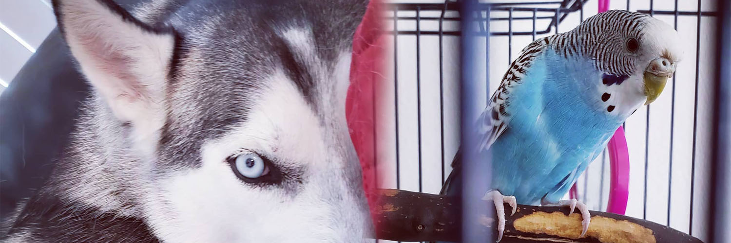 StephanieSol's profile banner image