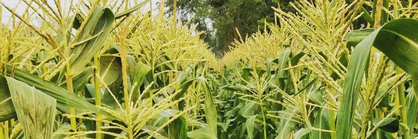 springdalefarms's profile banner image
