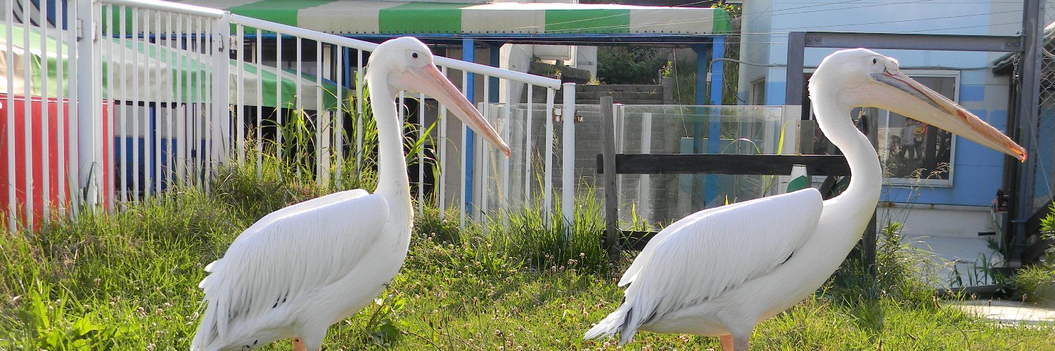 手羽先　手羽 banner