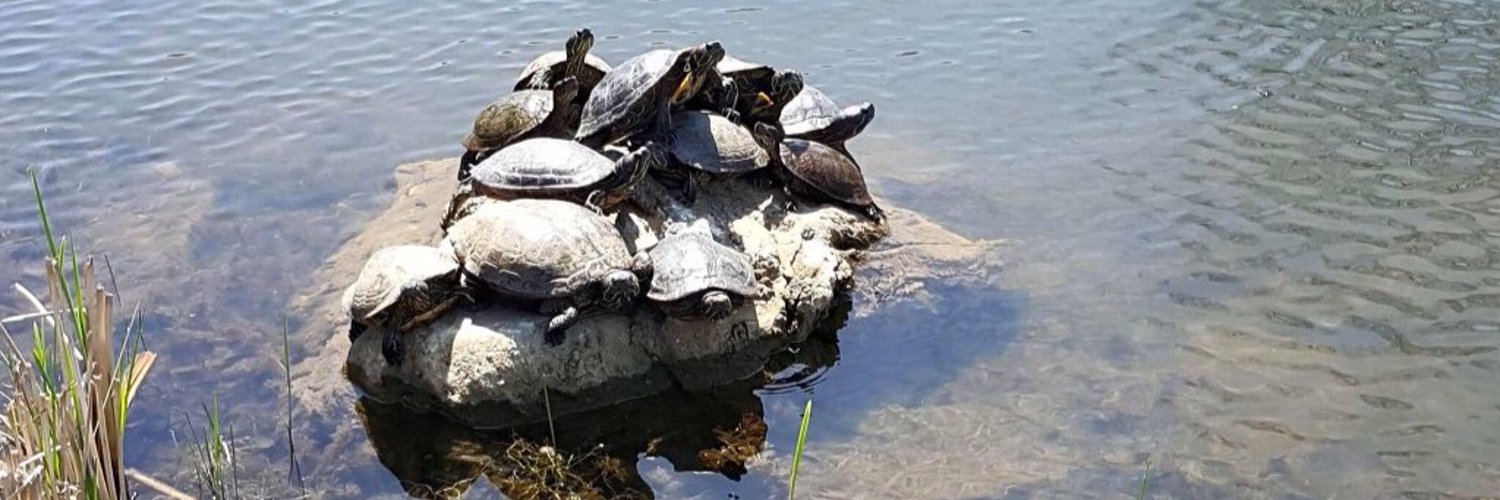 LowTechTurtle's profile banner image