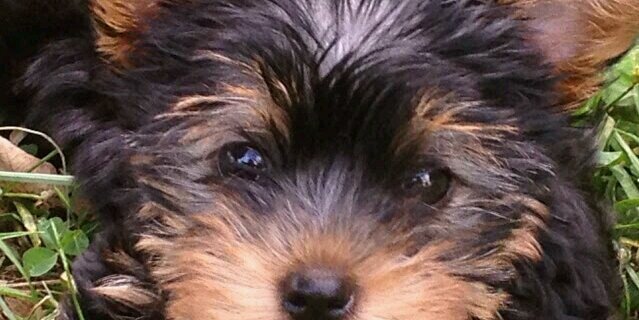 Jodi (Lowe) Davidson banner